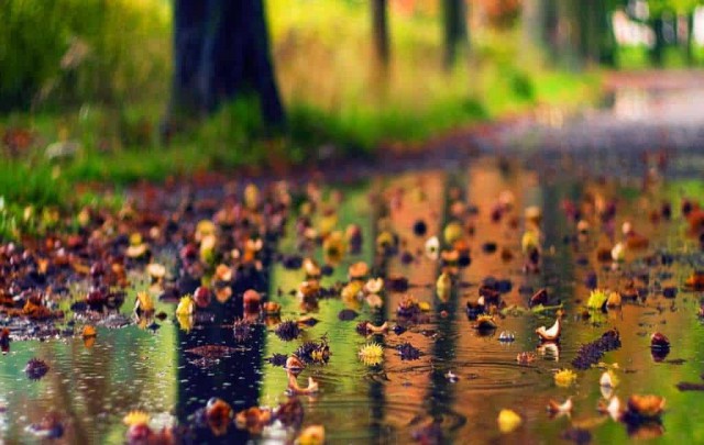 Meteorologii anunţă temperaturi peste cele specifice, până la jumătatea lui decembrie