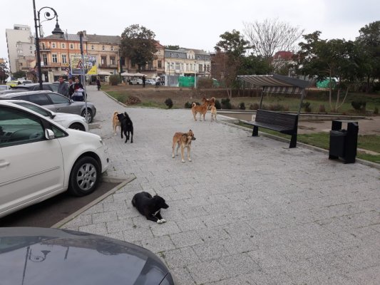 Primăria Constanța anulează achiziția serviciului de capturare a câinilor fără stăpân