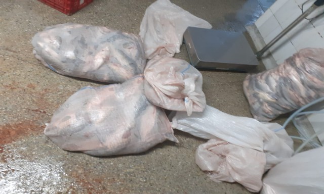 Peste 220 kg de peşte transportate fără documente legale, confiscate de polițiștii de frontieră tulceni