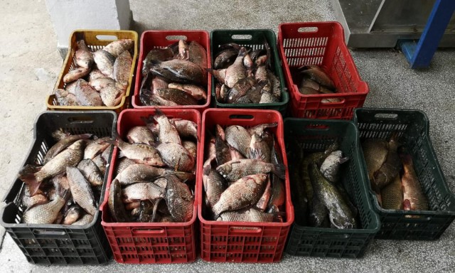Aproximativ 180 de kilograme de peşte fără documente legale, confiscate de polițiștii de frontieră