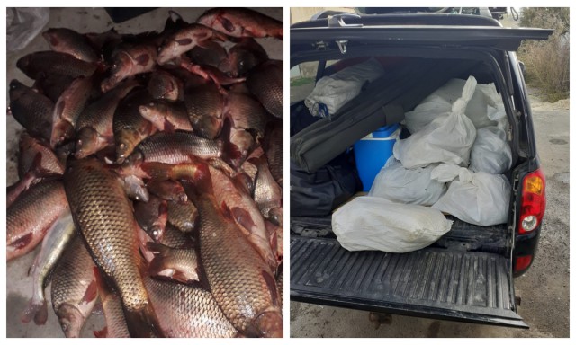 Peste 70 kg de peşte transportate fără documente legale, confiscate de polițiștii de frontieră tulceni