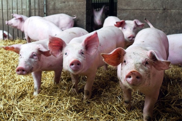 În Constanța, NU este autorizat niciun târg de animale pentru vânzarea porcilor de Crăciun