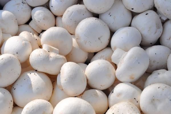 Ciupercile, importante într-un regim alimentar echilibrat
