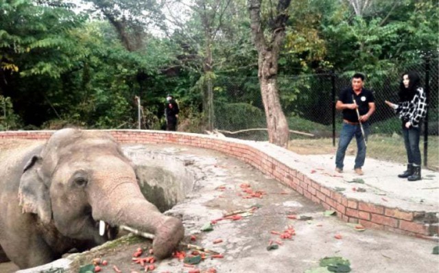 Elefantul Kaavan, protejat de cântăreaţa Cher, a plecat spre Cambodgia