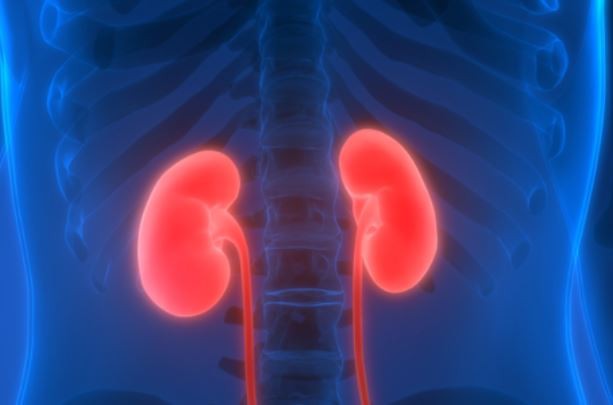 „Mini-rinichi” obţinuţi prin bioimprimare cresc speraţele pentru transplantarea organelor produse în laborator