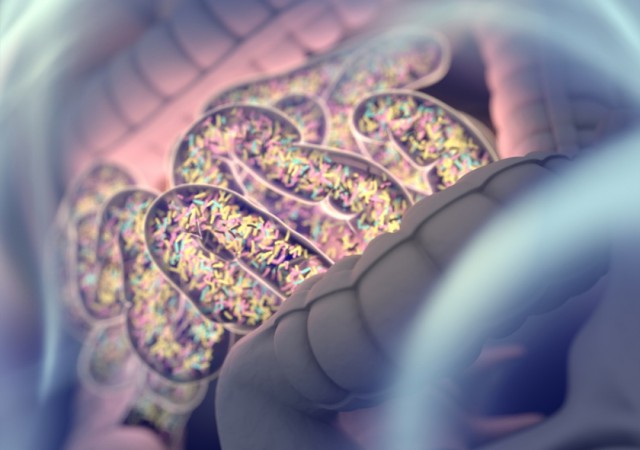 Microbiomul intestinal joacă un rol important în ateroscleroză