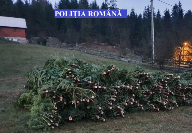 Sute de pomi de CRĂCIUN indisponibilizați de către POLIȚIȘTI
