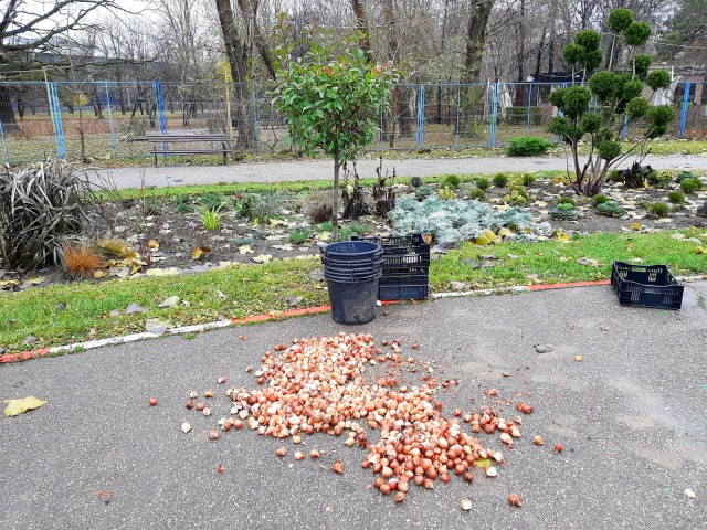 Constănţenii NU mai vor să se dea BANI pe plantele ORNAMENTALE