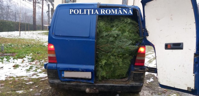 Peste 4.000 de pomi de Crăciun, TĂIAȚI ILEGAL, confiscați în ultima săptămână de Poliția Română