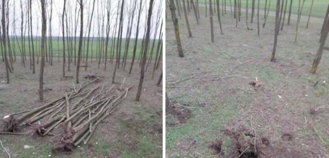 VIDEO! CONSILIERII locali din Ciocârlia STAU la PÂNDĂ pentru a prinde infractorii