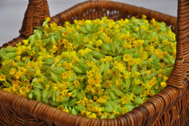 Ciuboțica-cucului - Primula officinalis: beneficii, contraindicații