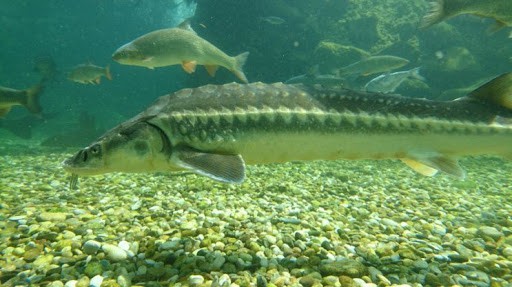 Bulgaria prelungeşte cu cinci ani interdicţia pescuitului de sturion în Dunăre şi Marea Neagră
