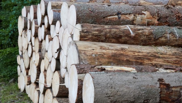 Ministrul MEDIULUI cere ferm ca până la 1 februarie să fie operațional sistemul de urmărire a lemnului tăiat