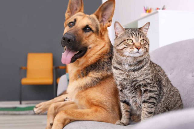 Campania de sterilizări gratuite a animalelor de rasă s-a încheiat