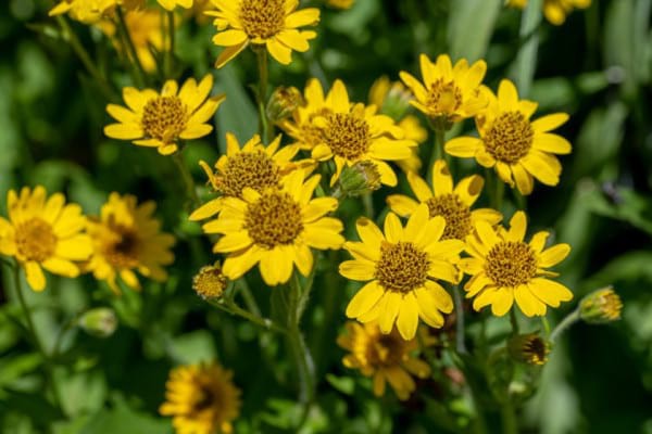 Arnica - la ce remedii o poți folosi și ce beneficii are