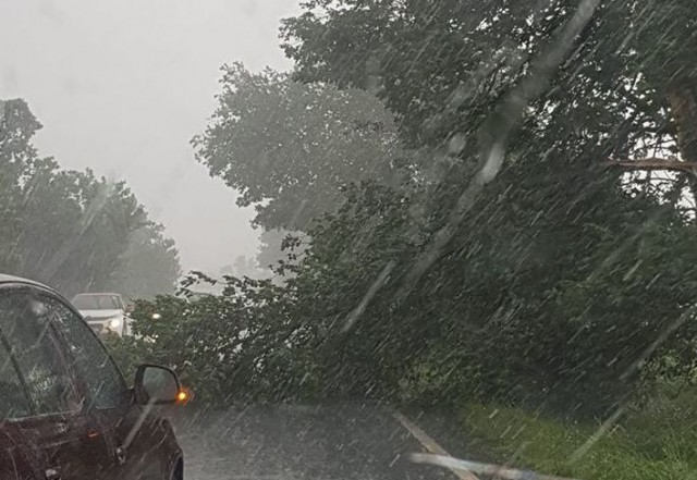 Trafic îngreunat, pe DN22, din cauza unui copac căzut pe carosabil