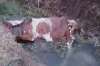 În PERICOL! ZECI de CAI, ținuți în frig și fără mâncare, la Techirghiol. VIDEO