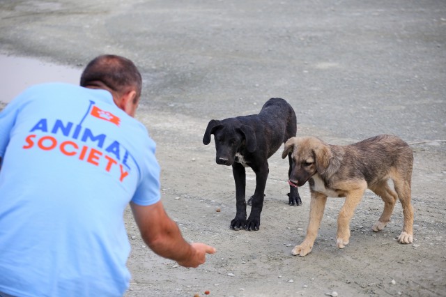 Animal Society și Primăria Municipiului Constanța lansează proiectul „Efort comun pentru un viitor mai bun“
