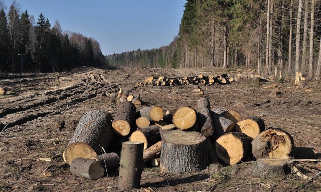 Europarlamentar: Petiţie la Parlamentul European pe tema tăierilor ilegale de păduri din România