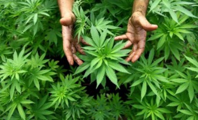 Franța INTERZICE un SOI de cannabis, din cauza GRAVELOR efecte psihotrope