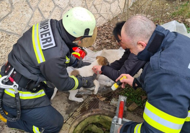 OPERAȚIUNE de salvare a DOI CÂINI căzuți într-o GROAPĂ