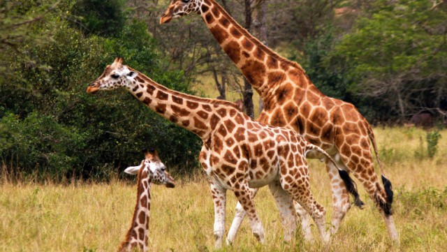 Trei girafe dintr-o specie aflată pe cale de dispariție au murit electrocutate din cauza stâlpilor de tensiune