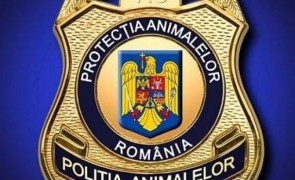 În Comisia de Apărare se vor adopta o serie de măsuri în ceea ce privește Poliția Animalelor