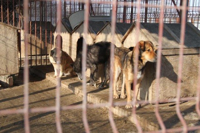 Baza de supraveghere a ANIMALELOR FĂRĂ STĂPÂN ar putea fi REABILITATĂ