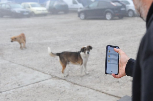 Va fi efectuat primul recensământ al câinilor fără adăpost de pe raza municipiului Constanţa