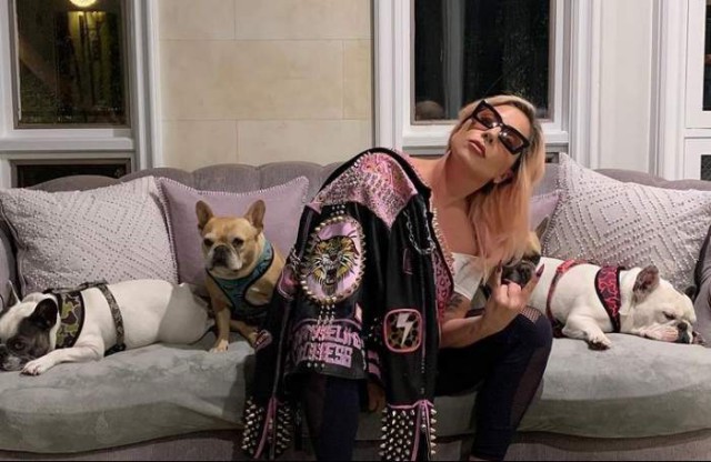 Ce recompensă colosală oferă Lady Gaga pentru recuperarea câinilor ei