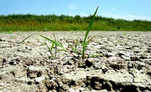 Florin Cîțu respinge riscul ca agricultorii să nu primească despăgubiri de secetă