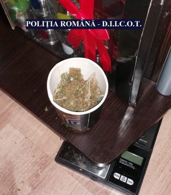 Oamenii legii din CONSTANȚA au 'BUBUIT' piața de CANABIS: percheziții și flagrant! Video