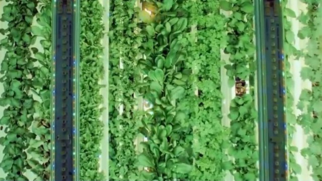 Se caută noi soluții pentru a se produce hrană. Așa au apărut fermele verticale de interior