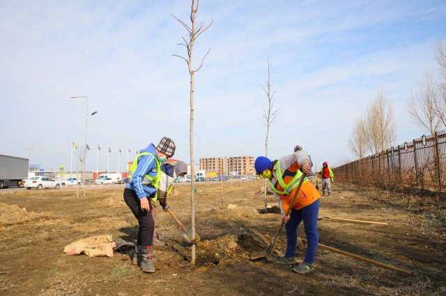 Primăria Constanța s-a apucat de plantat copaci