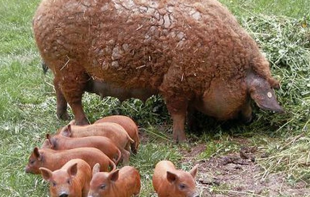 Proiect: Buget de 700.000 de lei pentru susţinerea crescătorilor de porci din rasele Bazna şi Mangaliţa