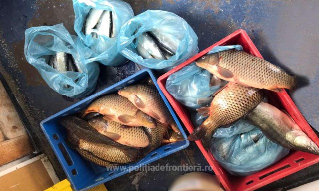 Peste 230 kilograme de pește, fără documente de proveniență, depistate de polițiștii de frontieră