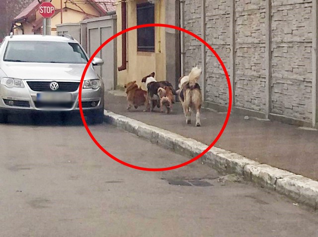 2000 de CÂINI VAGABONZI se PLIMBĂ prin oraș ca pe BULEVARD