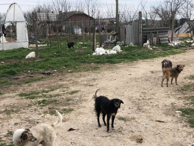 Asociația SPIKE ține CÂINII FLĂMÂNZI și plini de RÂIE