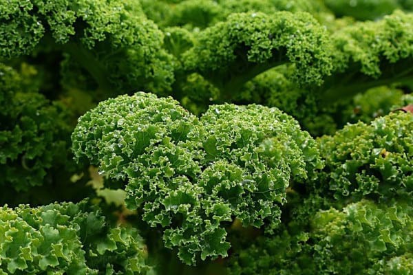 Kale, un aliment pe care trebuie să îl adaugi în dieta ta