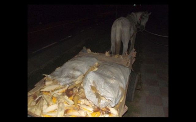 Trimis în JUDECATĂ după ce a FURAT CĂRUȚA cu PORUMB