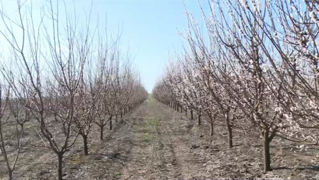 Câteva ore de vreme rea au stricat rodul pomilor fructiferi din Dobrogea
