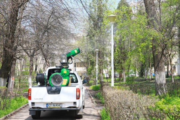 Primăria continuă acţiunile de plantare