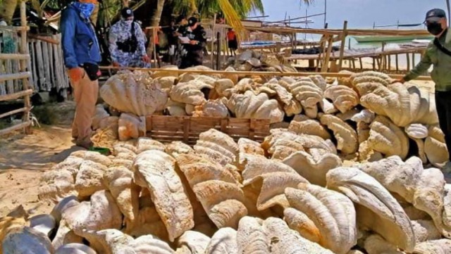 Sechestru record în Filipine. 200 de tone de scoici gigantice în valoare de 25.000 de dolari au fost