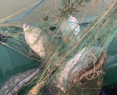 Razii la Cernavodă și pe fluviul Dunărea! Au fost aplicate amenzi in valoare de 5.400 de lei, pentru braconaj piscicol