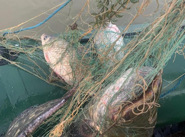 Zeci de kilograme de pește, sturioni și sute de metri de plase descoperite de polițiștii de frontieră