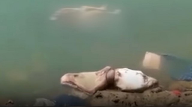 Zeci de cadavre ale unor presupuşi morţi de COVID-19 au eşuat pe malurile Gangelui, în India. VIDEO