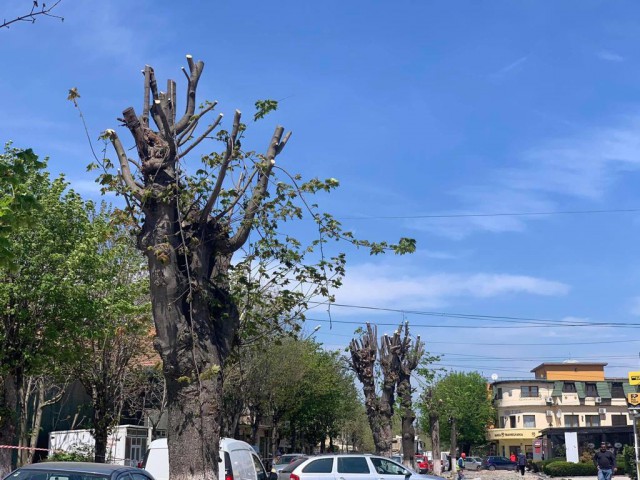 COPACII din EFORIE, MUTILAȚI de ADMINISTRAȚIA LOCALĂ!
