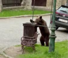 VIDEO! Un urs a fost filmat în timp ce CAUTĂ de mâncare, pe o stradă din Sinaia