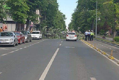 VÂNTUL a pus la pâmânt copacii, în Constanța. Bdul. Tomis, blocat