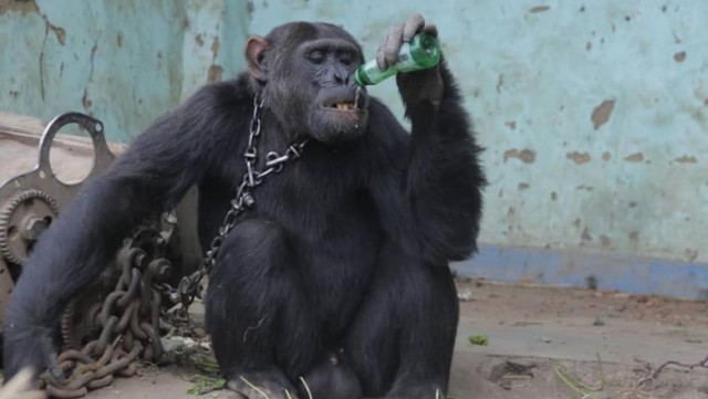 O grădină zoologică din Suedia a fost nevoită să ucidă trei cimpanzei care evadaseră din incinta lor